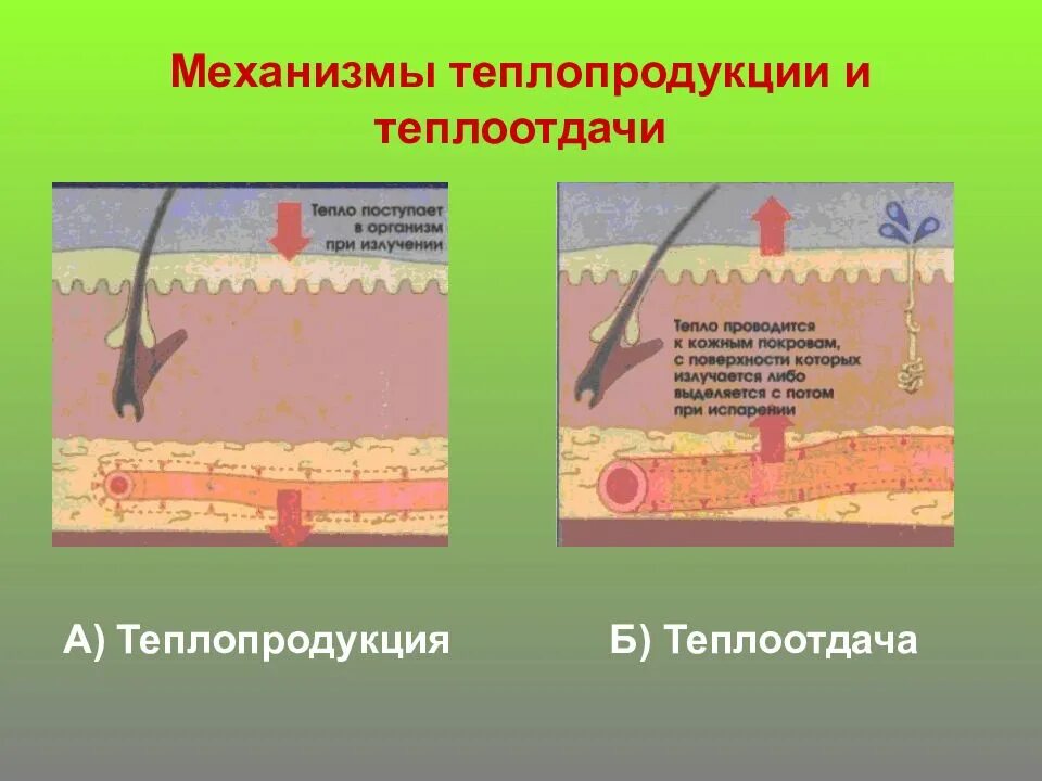 Механизмы теплопродукции и теплоотдачи. Механизмы теплопродукции и теплоотдачи в организме человека.. Механизмы терморегуляции теплопродукция и теплоотдача. Механизмы теплопродукции физиология. При повышении температуры окружающей среды сосуды кожи