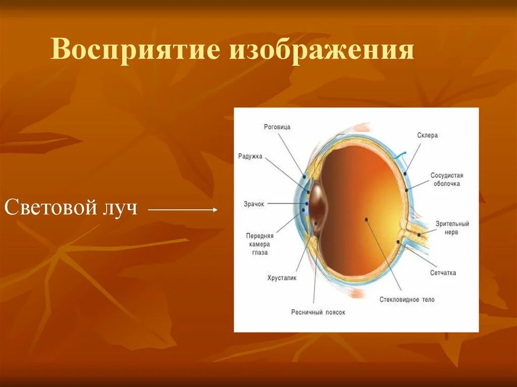 Что воспринимает световое изображение прошедшее через зрачок