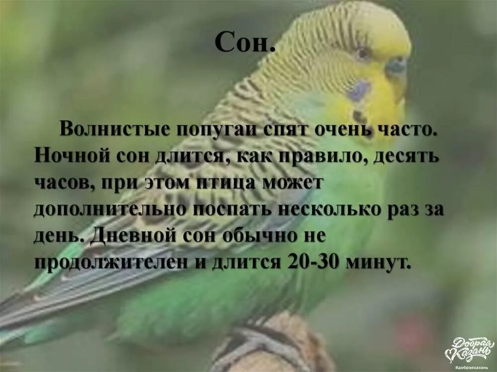 Увидеть во сне попугаев. Факты о попугаях. снится попугай. сон волнистых попугаев. как спят попугаи волнистые.