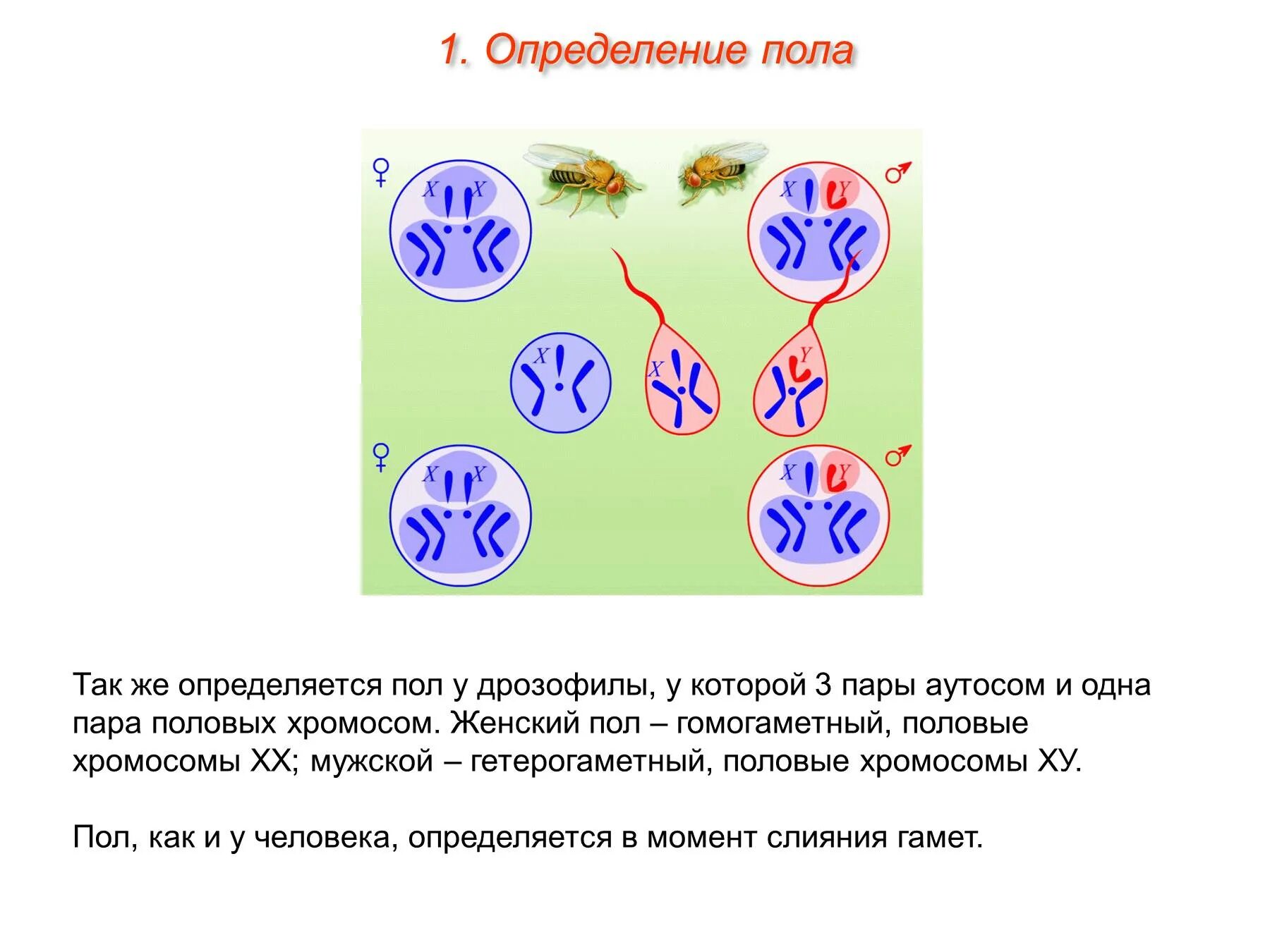 Сколько хромосом в кишечнике. Генетическая схема хромосомного определения пола у человека. 2.генетика пола.. генетика пола у человека схема. схема определения пола.