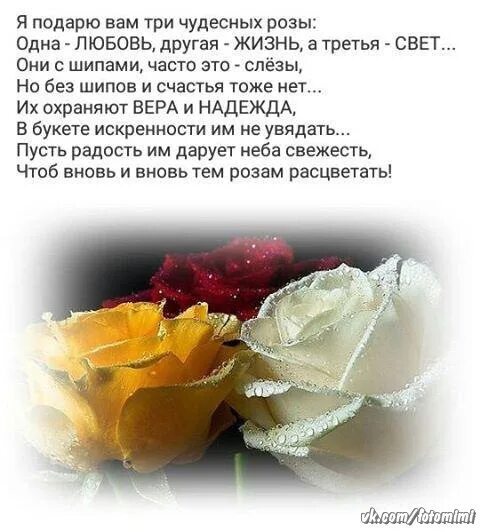 Подарю тебе розу слова. Не Дари мне розы. Картинки я подарю вам три чудесных розы. Я дарю тебе розы. Не Дари мне розы не Дари тюльпаны.