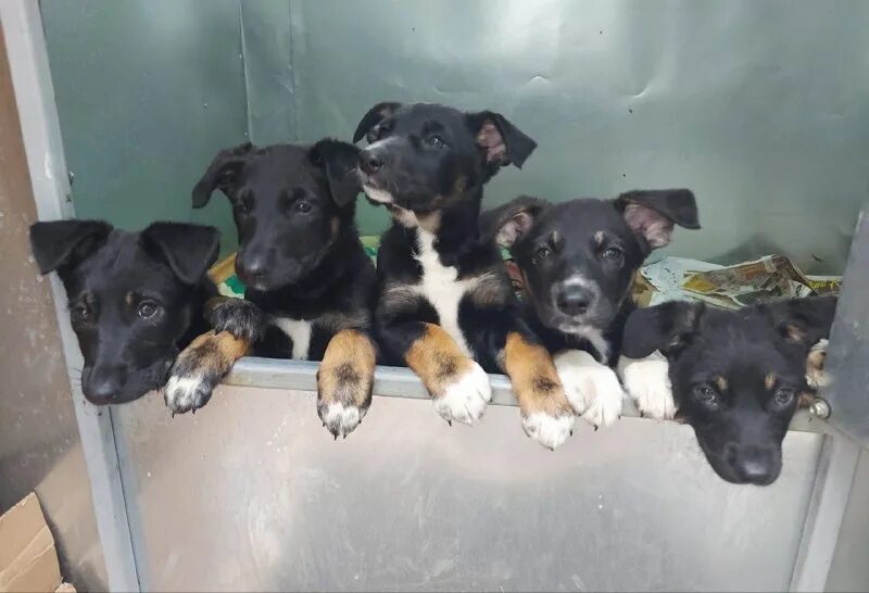 лохматый друг заречный пензенской