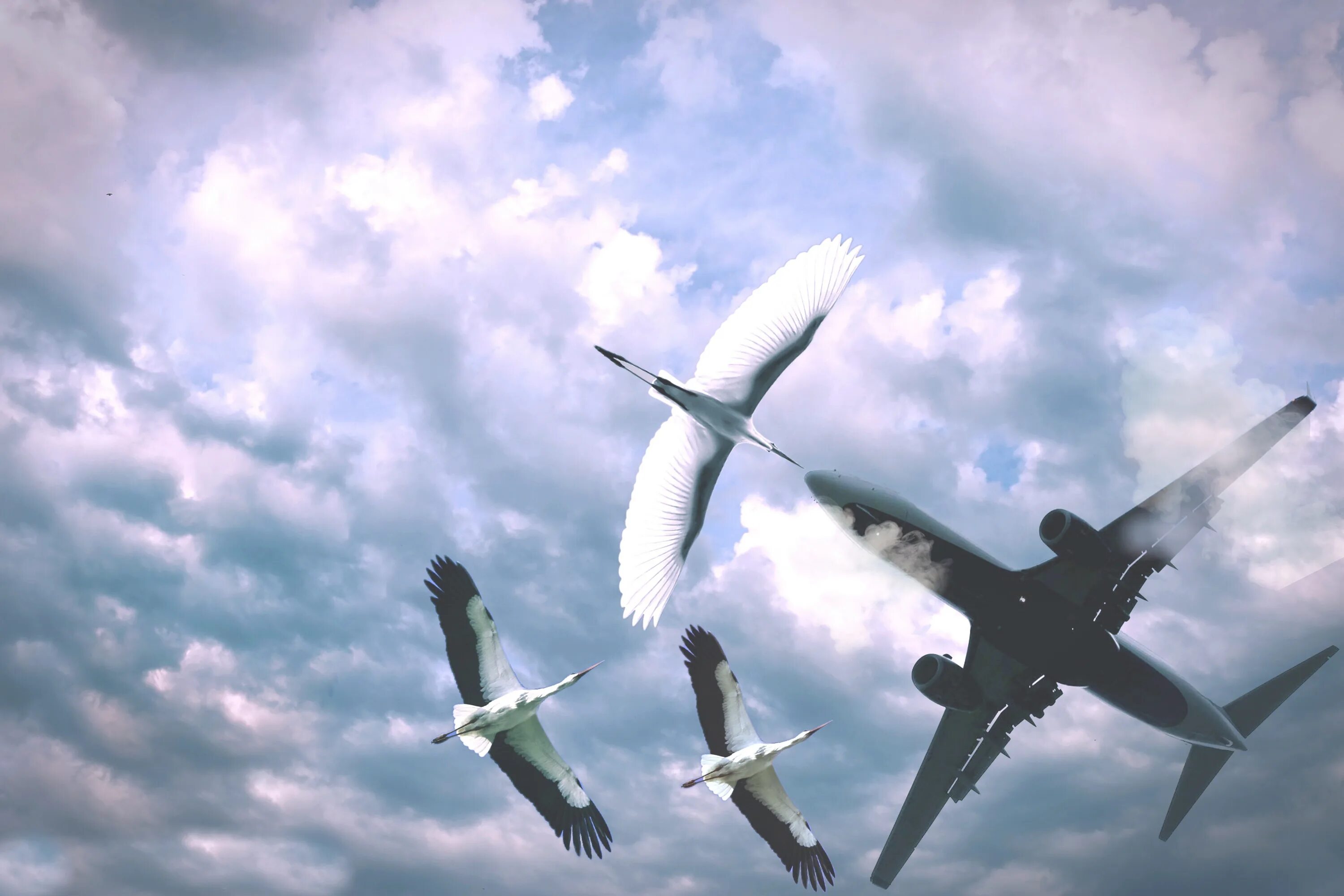 Это птица это самолет. Самолет в небе. Птицы и Авиация. Самолет и птицы в небе.