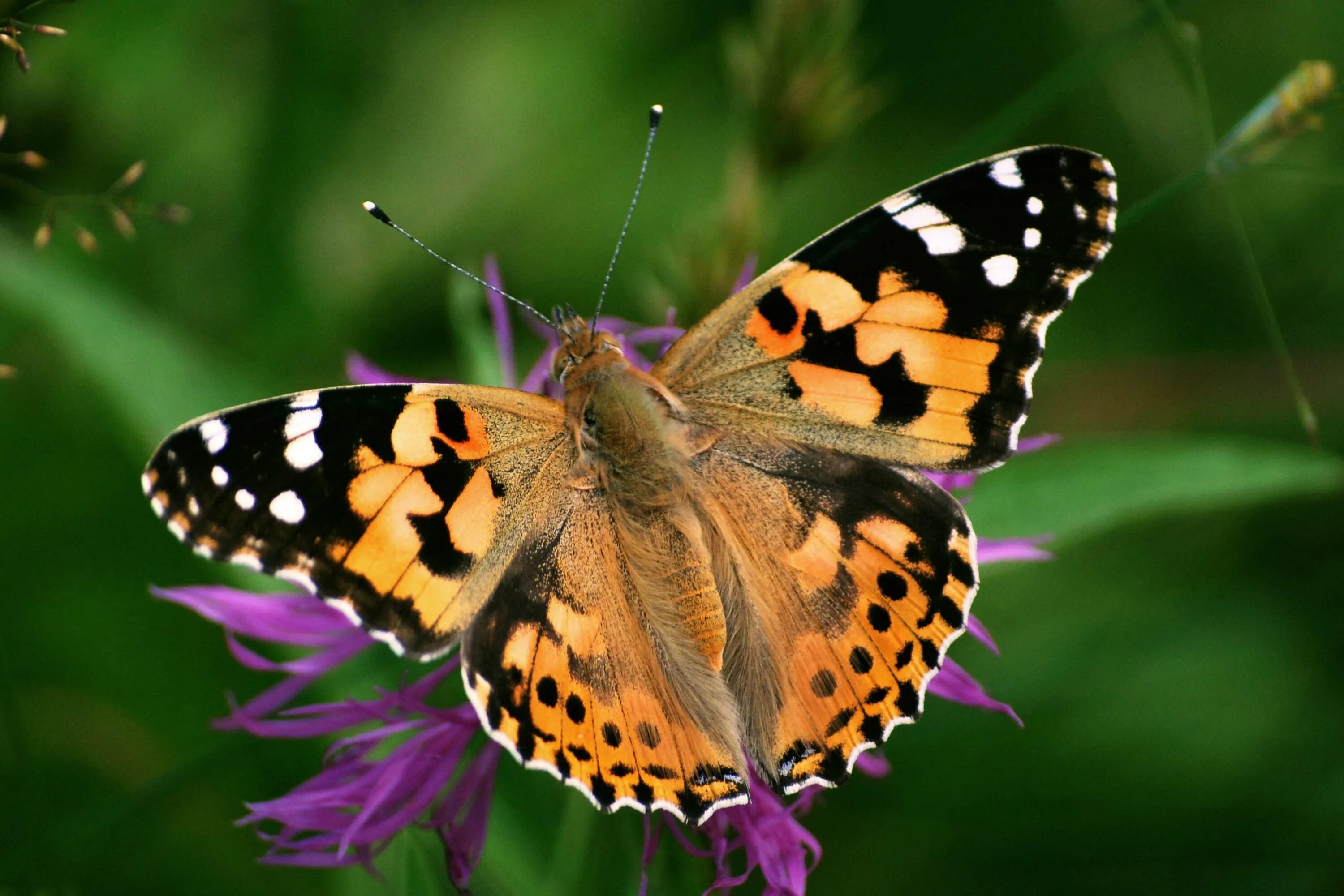 Vanessa atalanta - Бабочки Нижегородской области
