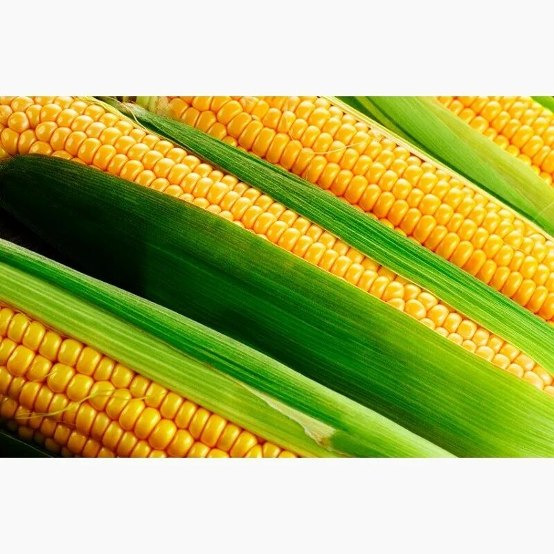 Горячая кукуруза. Китайская кукуруза. Початки кукурузы древних сортов. Полеводство кукуруза. Кукуруза сахарная цветет.