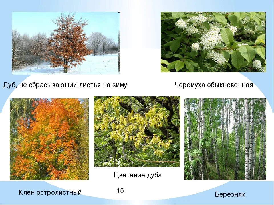 Деревья которые не сбрасывают листья зимой. Растения которые не сбрасывают листья. Какие деревья не сбрасывают листву на зиму. Какие растения не сбрасывают листья на зиму. Почему растения сбрасывают листья