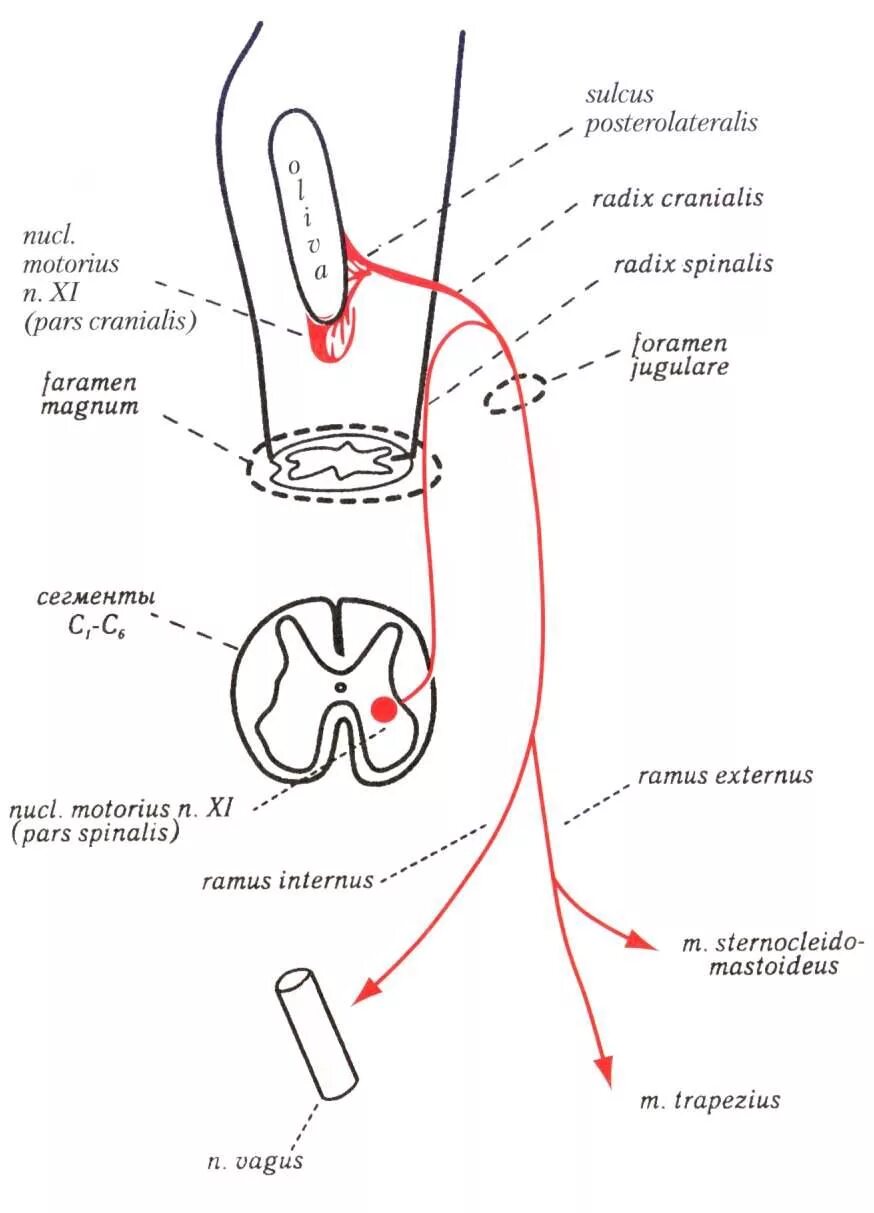 11 черепной нерв. 11 Пара черепных нервов схема. 11-12 Пара черепных нервов схема. 11 Нерв схема. 11 Пара черепных нервов добавочный нерв.