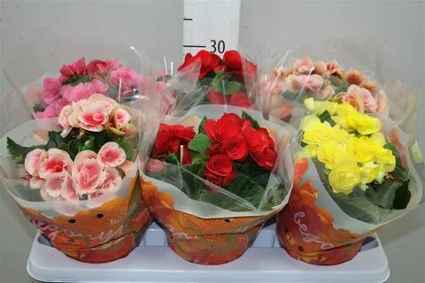 Бегония в горшке из магазина