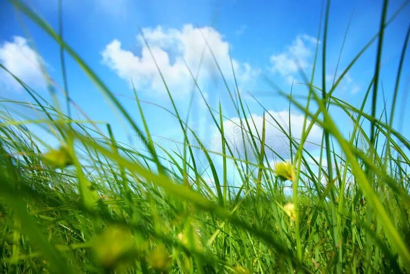 Песня было небо голубое была зеленая. И было небо голубое была зеленая трава. Фон травы неба и так далее. Травинка тянется к травинке. Фото голубого неба и желтой травы.