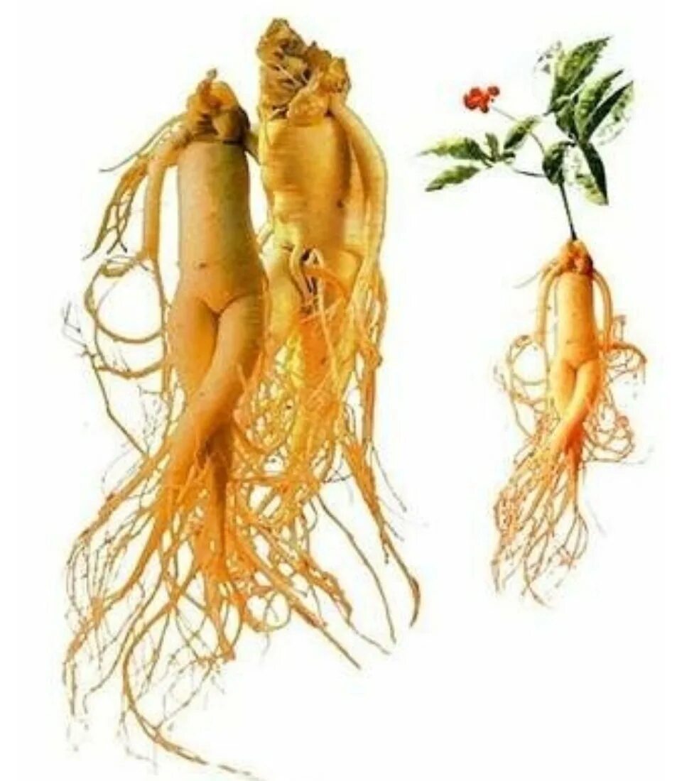 Женьшень человек корень. Человек женьшень. Человек женьшень. Женьшень корень женьшеня. Женьшень обыкновенный гербарий.
