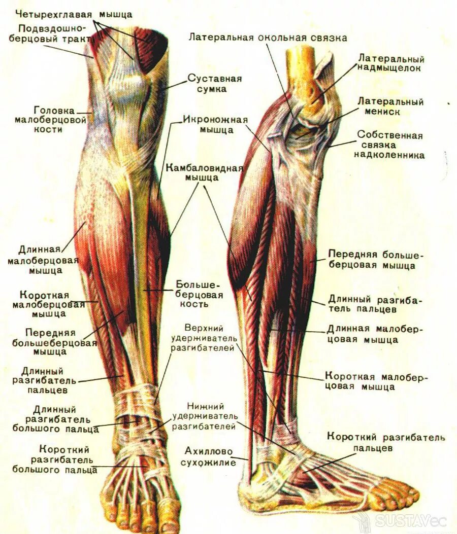 Связки тела. Мышцы нижней конечности анатомия строение. Мышцы задней поверхности голени анатомия. Строение сухожилий голени. Строение мышц нижних конечностей.