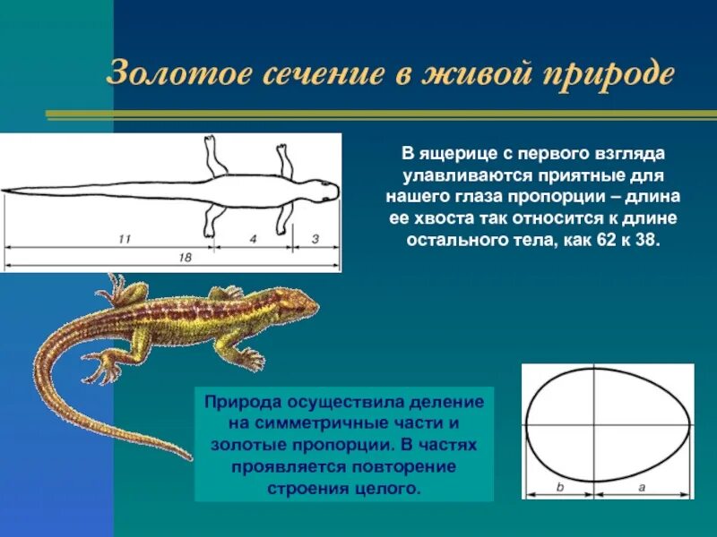 Ящерица золотое сечение. Золотое сечение в природе. Золотое сечение в природе ящерица. Золотое сечение примеры.