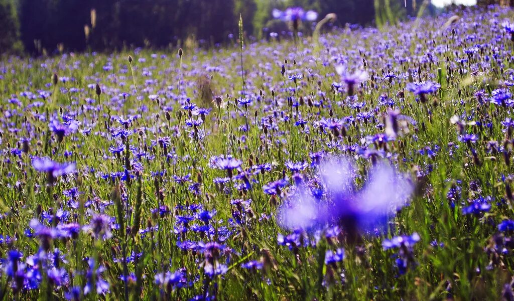 природа васильки. васильков ев. счастливые глаза. поле люцерна васильки. васильки беларусь.