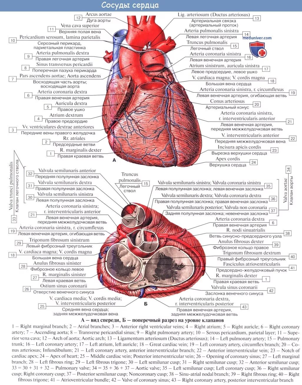 Кровоснабжение сердца Неттер. Венечные артерии сердца анатомия. Коронарные сосуды сердца анатомия. Строение сердца анатомия латынь. От левого предсердия к легким