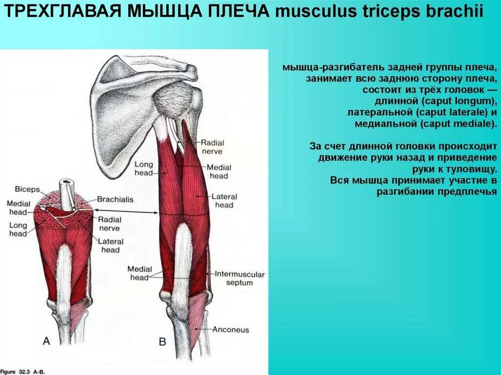 Трехглавая мышца сгибает. Мышцы верхней конечности трехглавая. трёхглавая мышца плеча, m. triceps brachii:. длинная головка трехглавой мышцы функции. длинная головка трехглавой мышцы плеча функции.