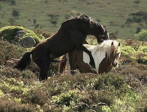 Mating men. Гомосексуальные лошади. mating horse гиф. horse mating 2025.