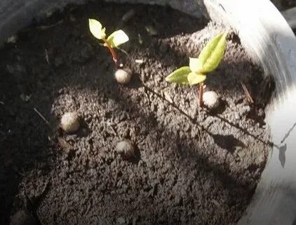 Как посадить лавровый лист из семян