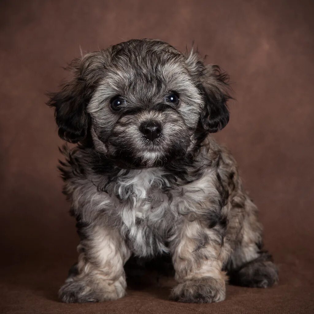 мальтипу. кокапу. мальтипу собака f2. мальтипу ф1 мини. карликовый пудель мальтипу ф2.