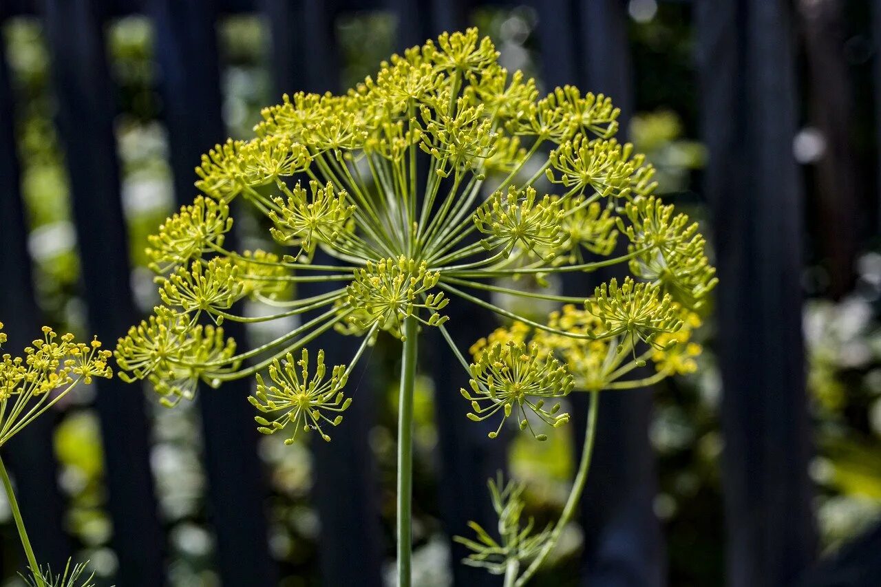 Укроп пахучий - Anethum graveolens. Фенхель соцветие. Фенхель зонтичные. Укроп соцветие. Укроп какое растение