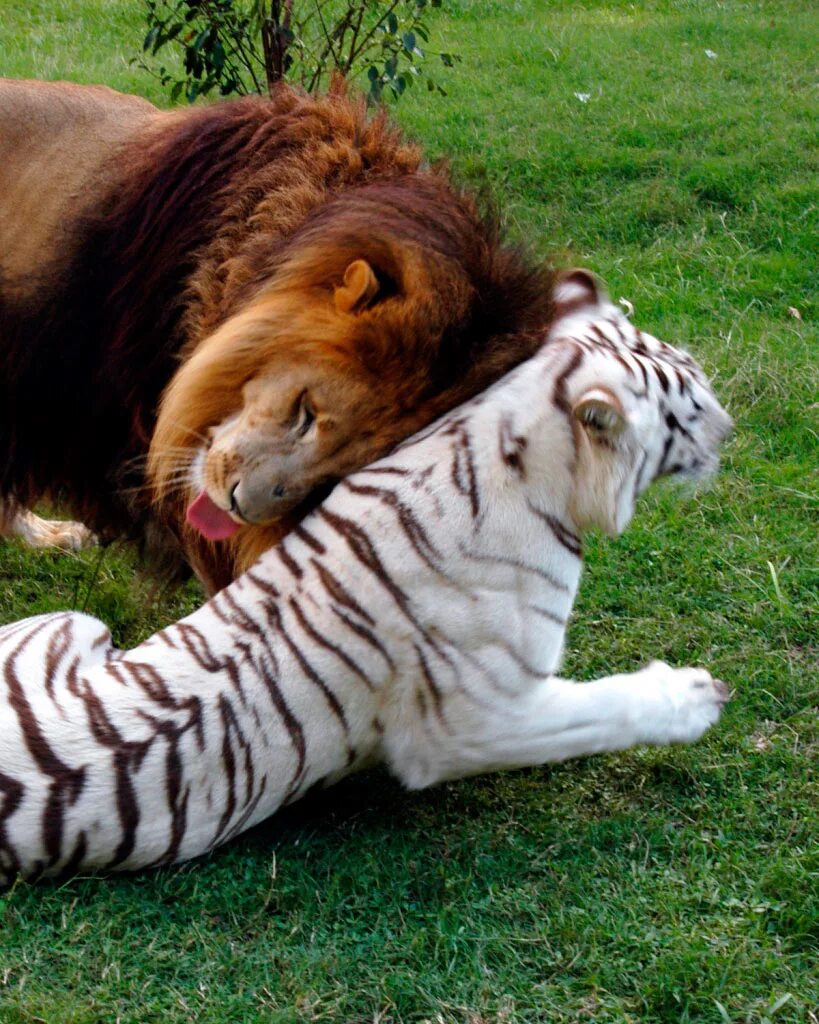 Какой тигр сильнее. Тигр vs Лев. Амурский тигр и Лев. Лев тигр Лев тигр.