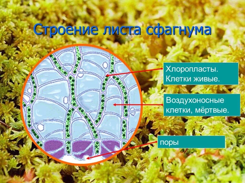 Водоносные клетки в листьях имеет. Клетки листа сфагнума. Строение листа сфагнума. Мох сфагнум водоносные клетки. Строение листа мха сфагнума.