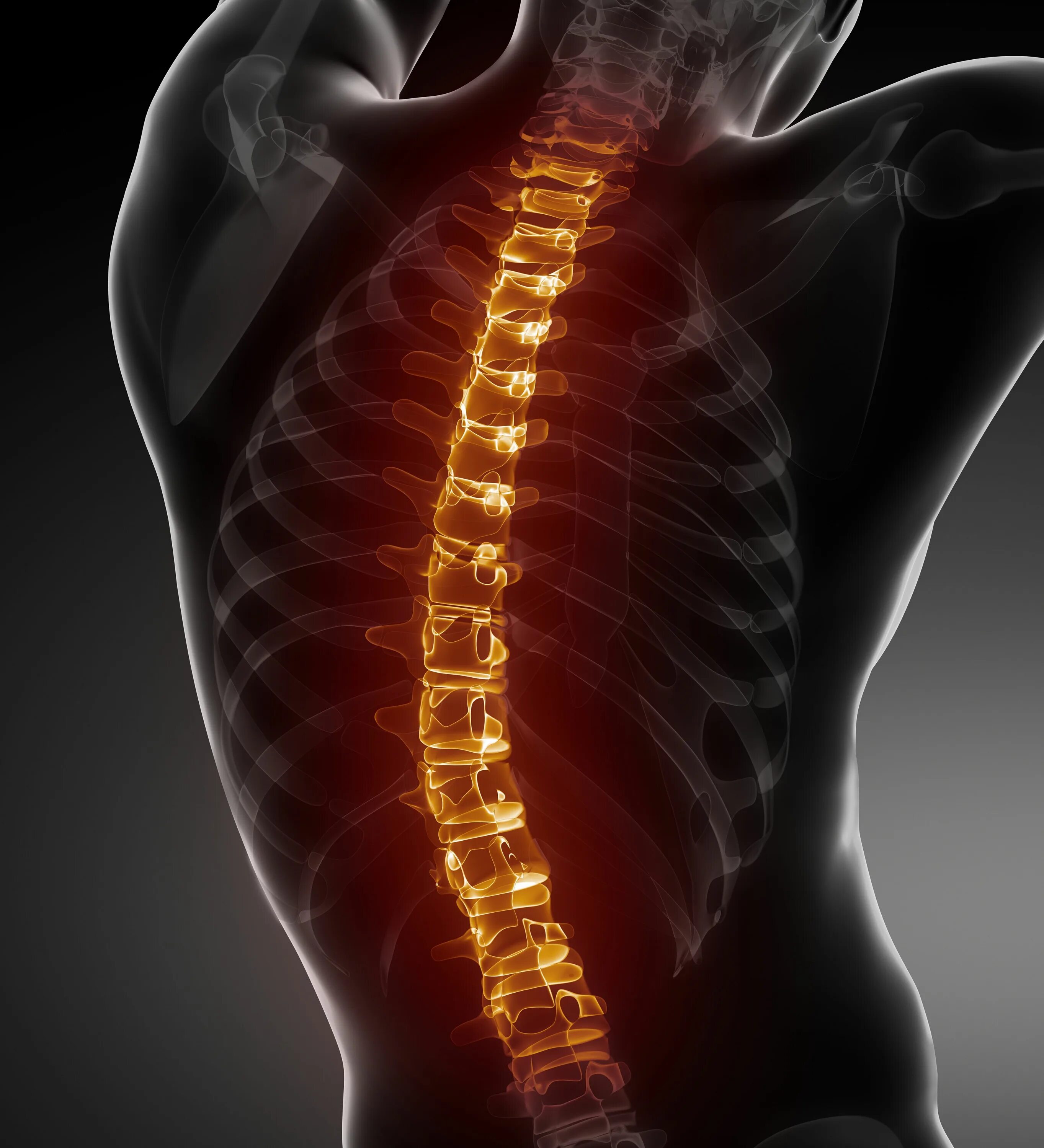 Грудной отдел позвоночника (12 позвонков) (vertebrae thoracales). Закачать позвоночник. Движения позвоночника. Здоровый позвоночник. Позвоночник фото.