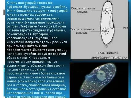 Инфузории обитают в пресноводных водоемах