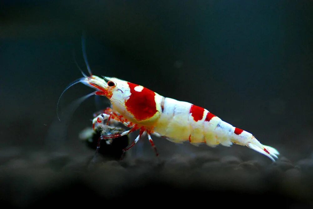 Caridina loehae. Caridina cantonensis. Креветка Альфеус плазма. Креветка Щелкун.