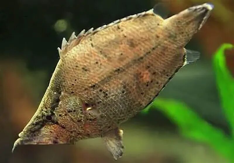 Рыбка лист. Monocirrhus polyacanthus. рыба-лист пресноводная (амазонская). рыба листик. рыбка на листе.