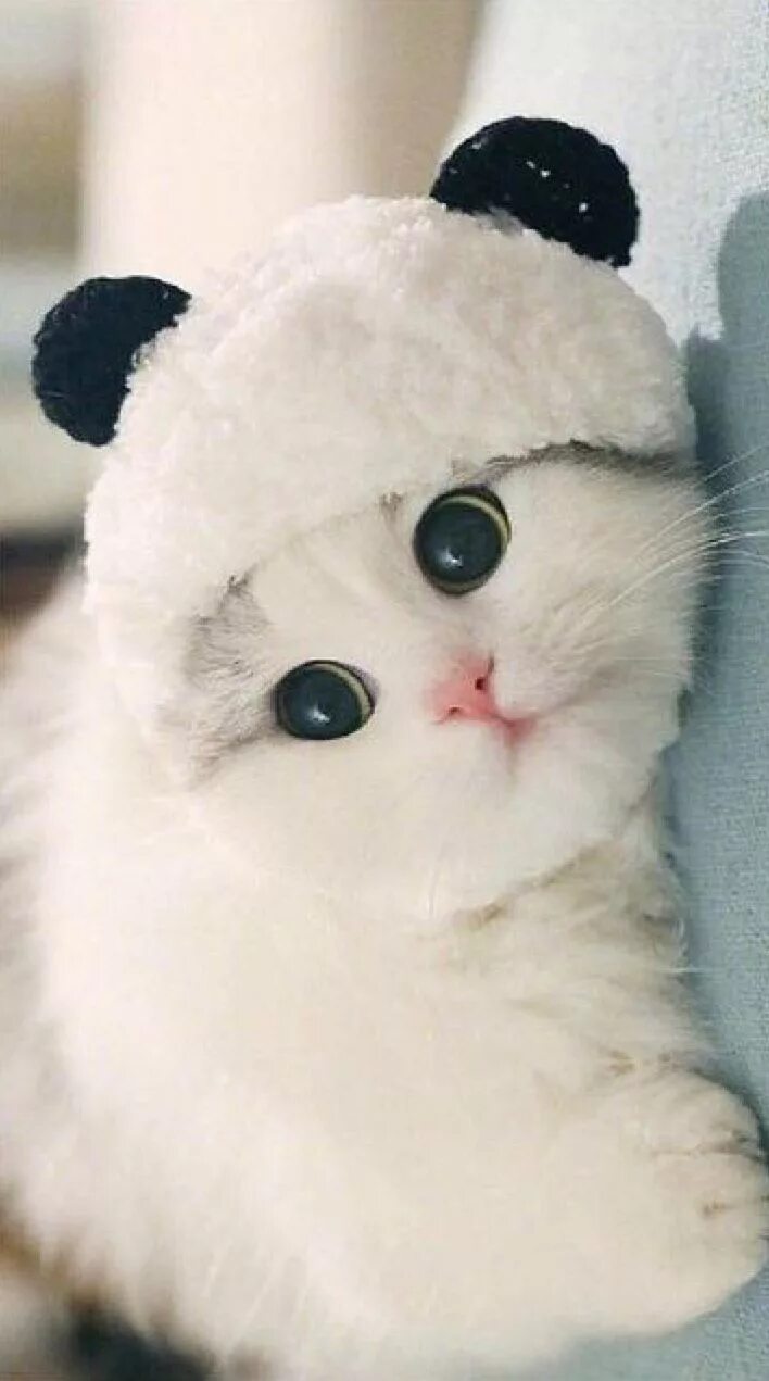 Вацап милые. Няшные котики. Кот в шапке. Няшный котик. Красивые милые.