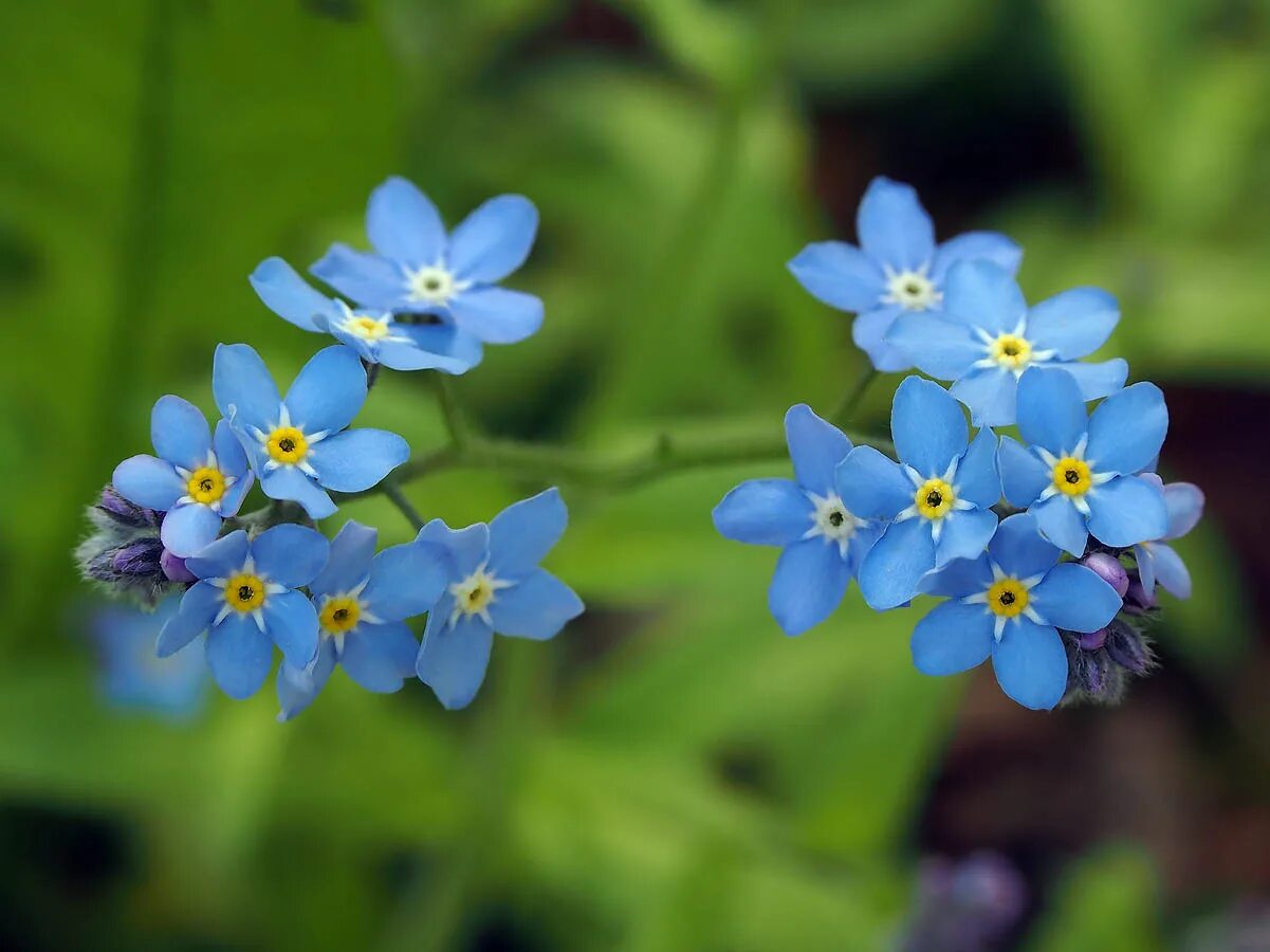 Называется незабудка. Незабудка Лесная Myosotis sylvatica. Незабудка мелкоцветковая. Незабудка Бурачниковые. Незабудка Лесная Форгетминот.