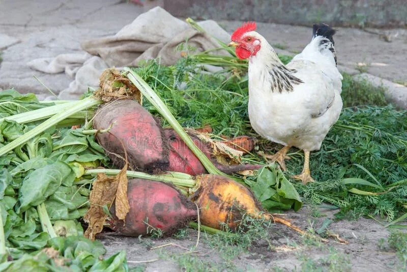 Можно ли курам варить картошку