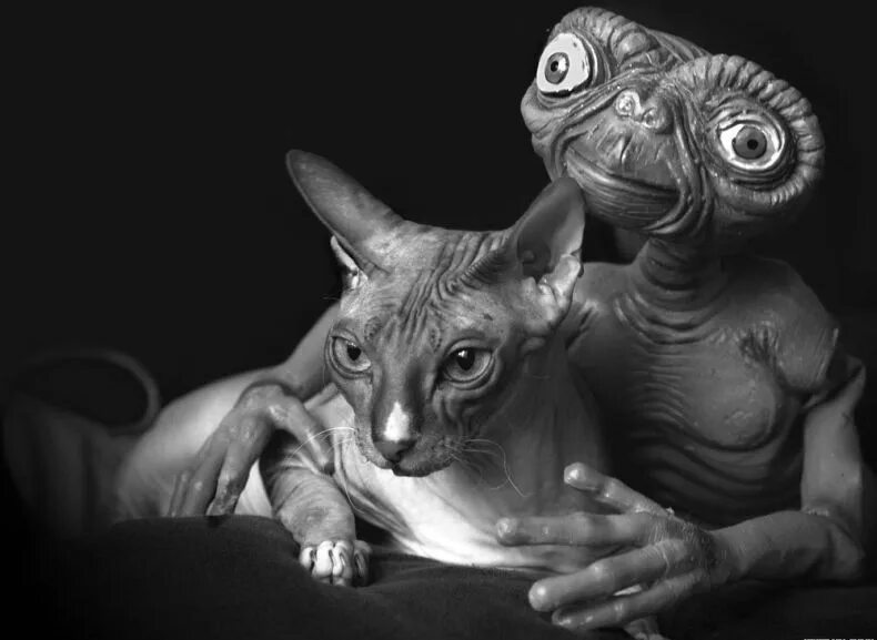 правда что сфинкс