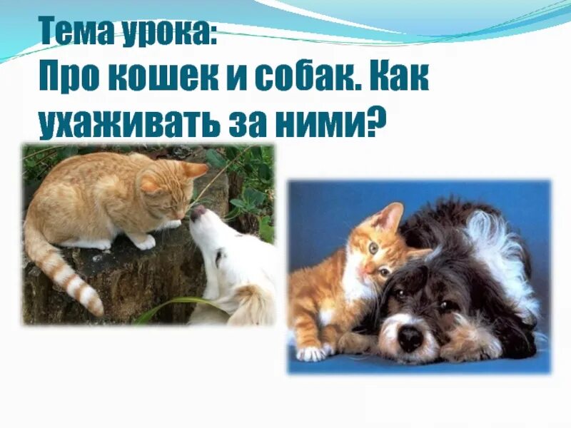 Про кошек и собак презентация окружающий. Кошки и собаки для презентации. Сообщение про кошек и собак. Проект про кошек и собак. Про кошек и собак рабочий лист.