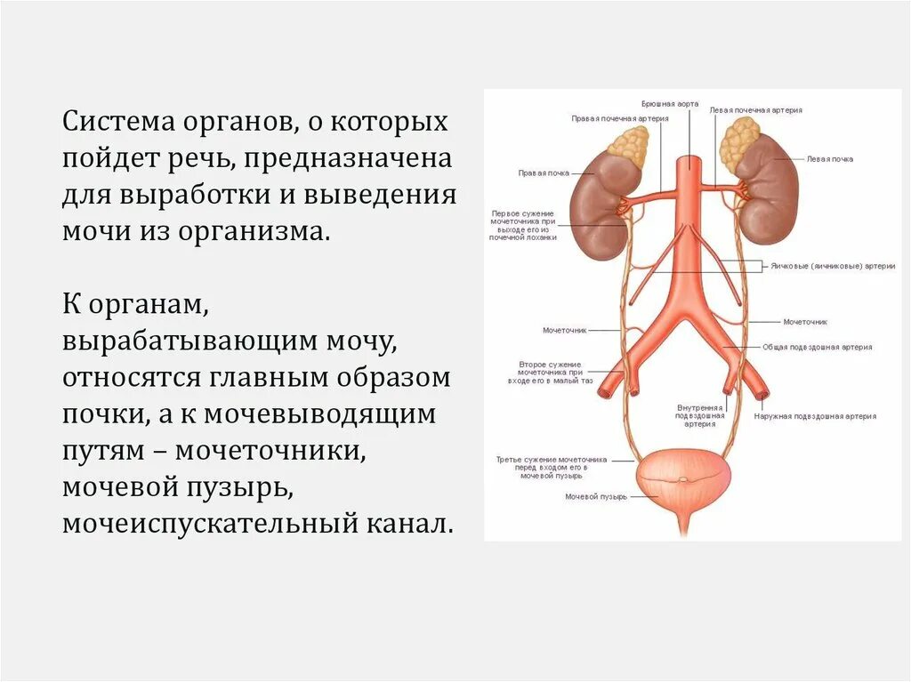 Какие органы относятся к мочевыводящим органам. Мочевыделительная система анатомия схема. строение мочевой системы человека. органы мочевой системы анатомия. анатомия мужской мочеполовой системы.