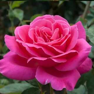 Rose bare