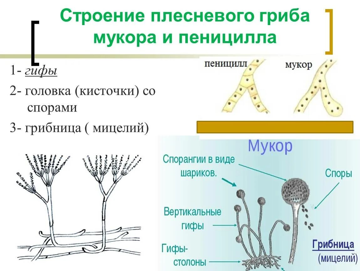 Строение плесневого гриба мукора. Спорангии пеницилла. Мицелий грибов мукор и пеницилл. Мицелий пеницилла. Мицелий гриба пеницилла