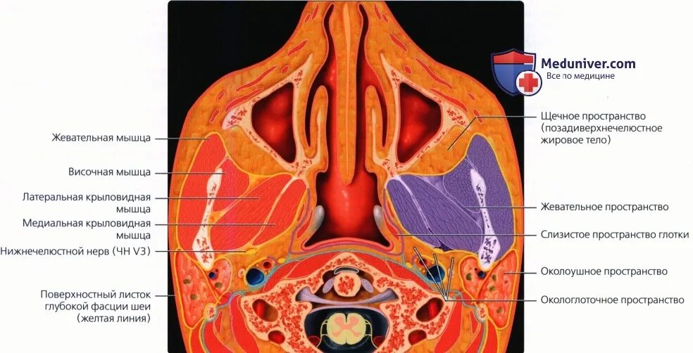 Жевательное пространство анатомия. Жевательное пространство кт. Пространства лица. Кт анатомия жевательного пространства. Периневральное пространство зрительного нерва