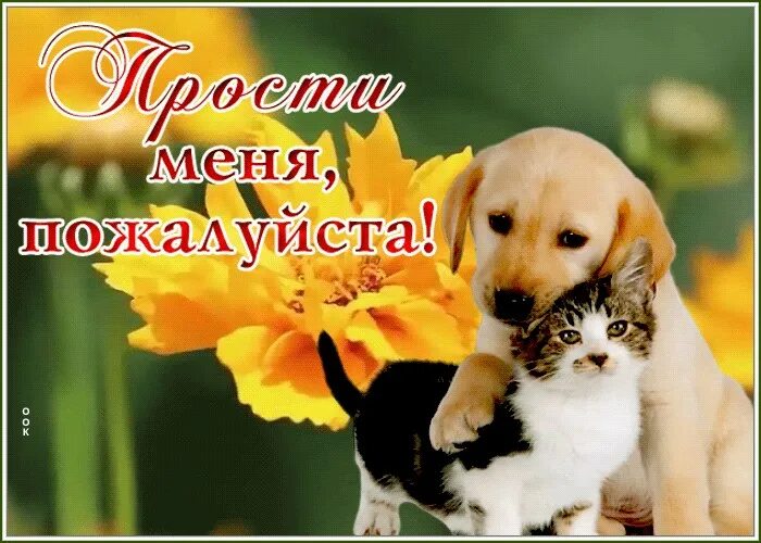 Прости картинки. Прости меня я люблю тебя. Прости меня любимая. Открытки прости меня любимая. Извини меня пожалуйста любимая.