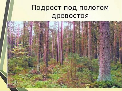 Постепенные рубки