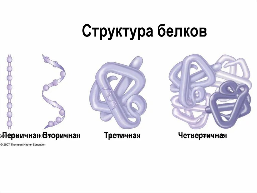 Первичная структура белка мономер. Структуры белка первичная вторичная третичная четвертичная. Вторичная третичная и четвертичная структура белка. Первичная вторичная четвертичная структура белка. Структура молекулы белка первичная вторичная третичная четвертичная.