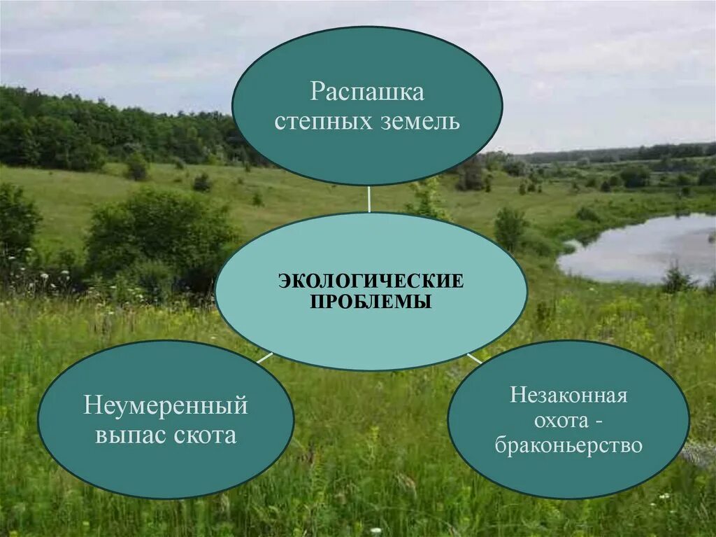 Проблемы степей. Экологические проблемы степи и лесостепи. Экологические проблемы степи и лесостепи. Экологические проблемы степи. Экологические проблемы степной зоны.