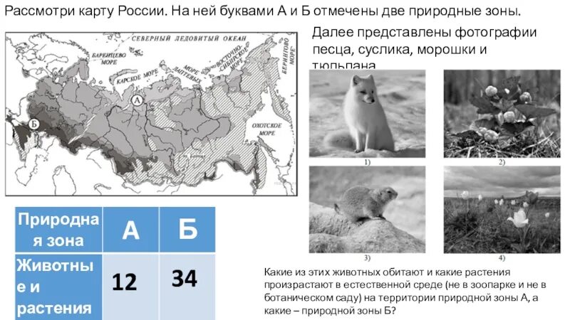 Природные зоны россии впр ответы. Карта природных зон России ВПР. Рассмотри карту природных зон. Природные зоны а и б. Природные зоны России 4 класс окружающий мир ВПР.