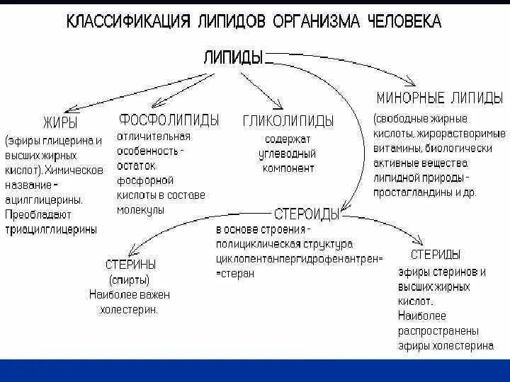 Строения липидов человека. Общая характеристика липидов. Структурная функция липидов. Классификация липидов простые и сложные. Липиды и их классификация кратко.