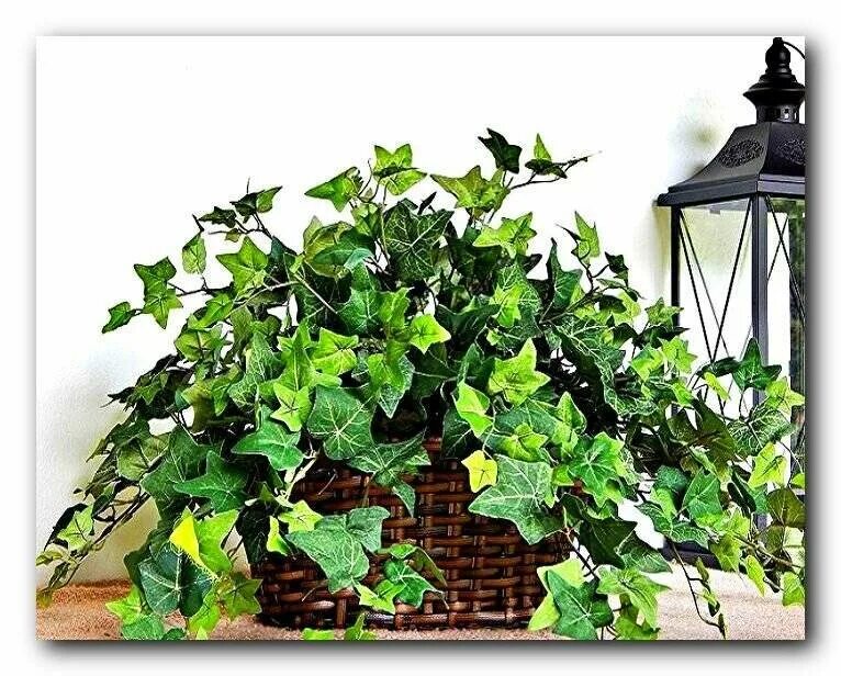 Плющ вечнозеленый (Hedera).. Плющ колхидский. Плющ Хедера рапсодия. Как вырастить плющ