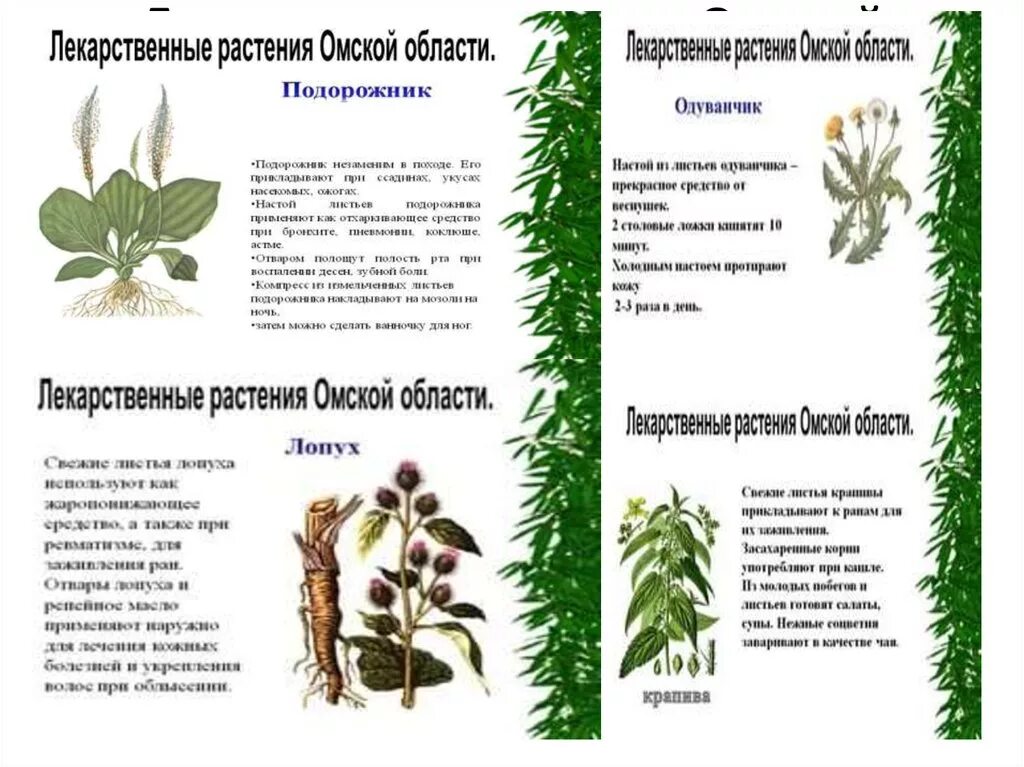 Лекарственное животное список. Лекарственные растения Омской области. Лекарсвенные растение Омской области. Растительный мир Омской области. Травянистые растения Омской области.