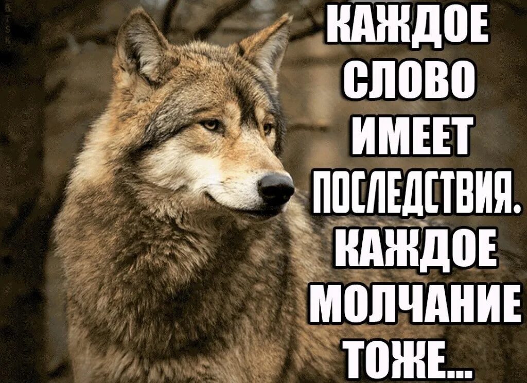 Не знаю что обсуждать. Волк Мем. Мемы с волками. Волк обиделся. Волк молчит.