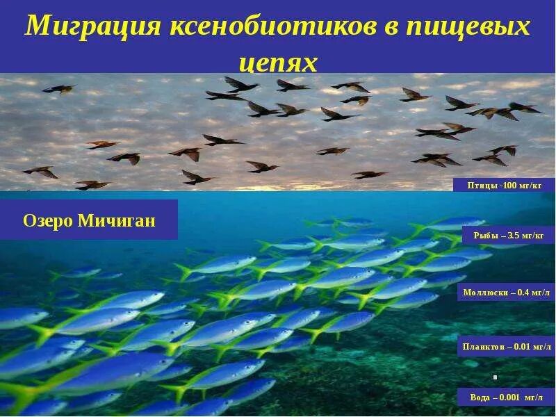 Цепь питания планктона. Экологические Цепочки миграции ксенобиотиков. Миграция простейших в воде. Ксенобиотики в пищевых цепях. Миграция это в биологии.