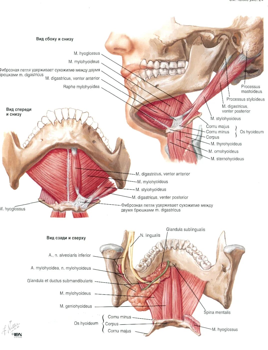 Пространства дна полости рта. Диафрагма полости рта анатомия. Анатомические структуры образующие дно полости рта. Дно ротовой полости анатомия. Дно ротовой полости анатомия строение.
