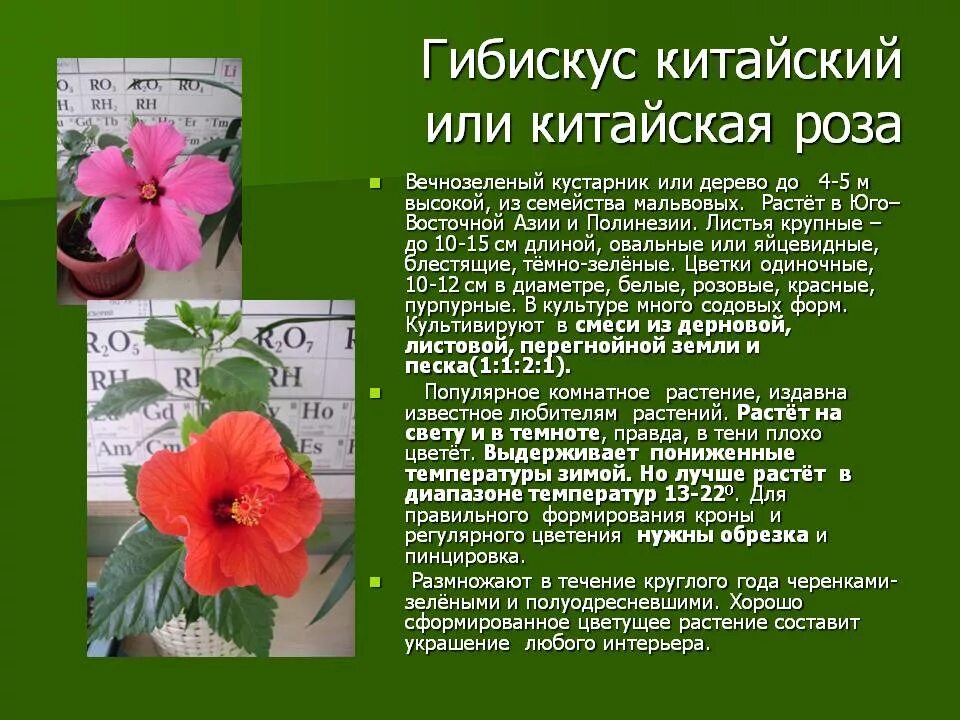 Почему нельзя держать розу дома